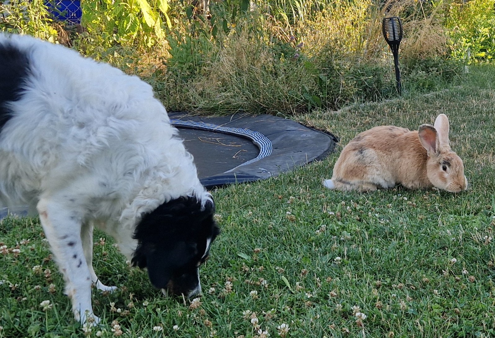 Kaninchen_Durin_1.jpg