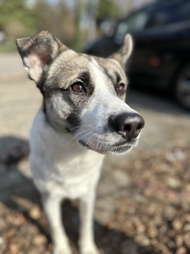 Simba_2025-04-28.jpeg