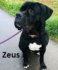 Zeus.jpg